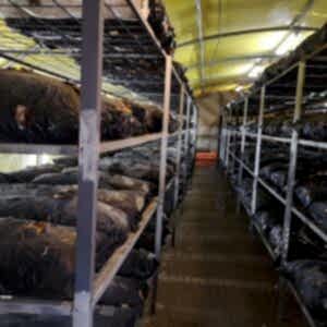 Mantar Üretim Çadırı 4x10