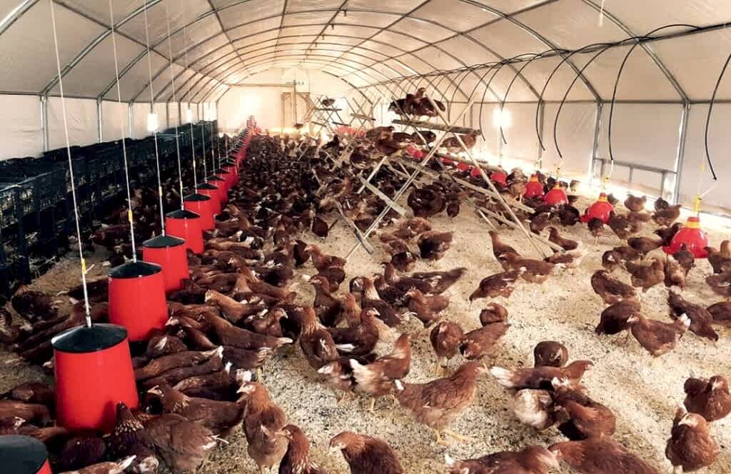 Yalıtımlı Ekonomik Tavuk Çadırı 4 x 10