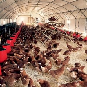 Yalıtımlı Ekonomik Tavuk Çadırı 4 x 10